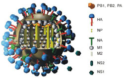 Flu Virus