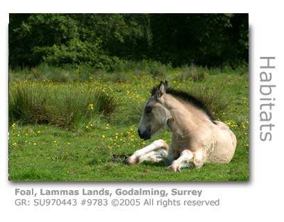 FOAL ON LAMMAS LANDS GODALMING