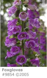 FOXGLOVES