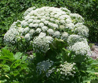 Giant hogweed