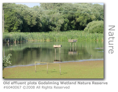 Old effluent treatment plots at Godalming Wetland Nature Reserve