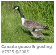CANADA GOOSE & GOSLING
