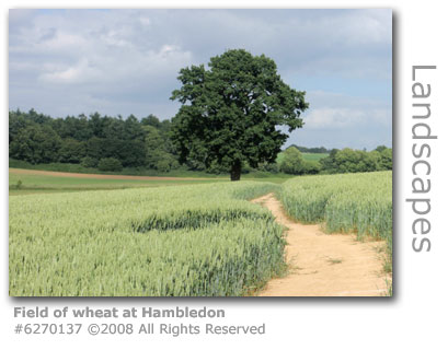 Field of wheat near Hambledon, Surrey