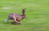 Running Hare