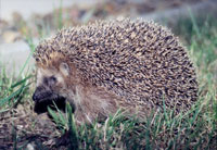 Hedgehog