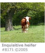 INQUISITIVE HEIFER