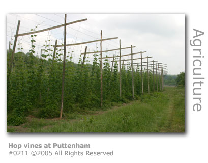 Hop vines at Puttenham