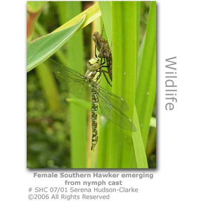 Dragonflies+uk+identification