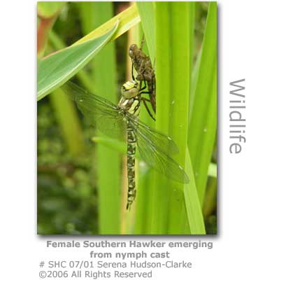 Dragonfly emerging from nymph cast