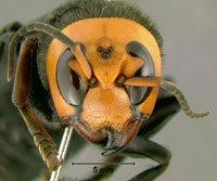 Asian Hornet