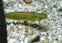 Dragonfly+larvae+identification