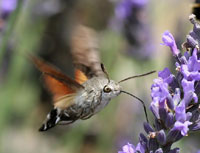 Hummingbird Hawkmoth