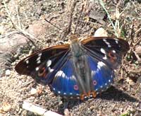 Purple Emperor