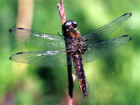 Scarce Chaser Dragonfly