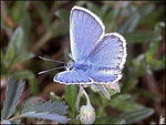 Silver Studded Blue Butterfly