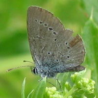 Small Blue