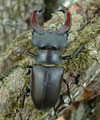 Stag Beetle