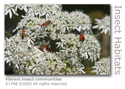 VIBRANT INSECT COMMUNITIES