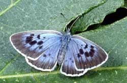 Large Blue butterfly