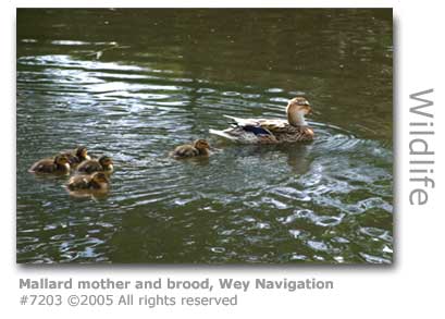 MALLARD DUCK WITH DUCKLINGS