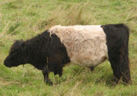 Belted Galloway cow