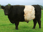 Belted Galloway