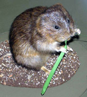 Water Vole