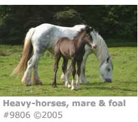 HEAVY HORSES