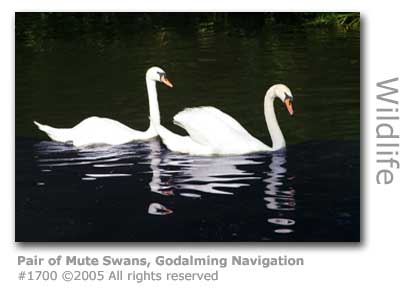 PAIR OF MUTE SWANS