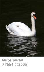 MUTE SWAN