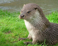 Otter