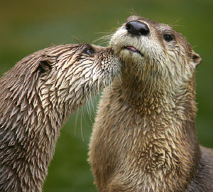 River Otters