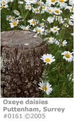 OXEYE DAISIES