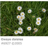 OXEYE DAISIES