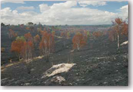 The Thursley Fire