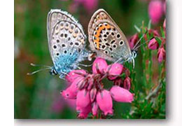 Jeremy Early Pic Thursley