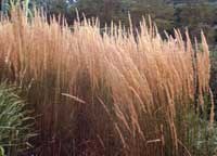 Feather Reed Grass