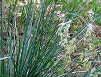 Blue Oat Grass