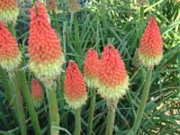 Red Hot Poker