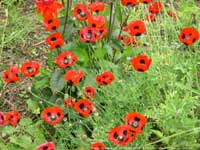 Poppy Ladybird