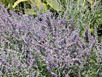 Russian Sage