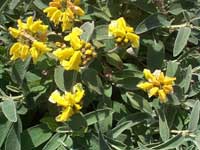 Jerusalem Sage