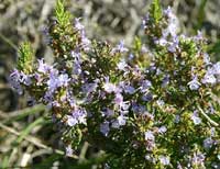 Rosemary