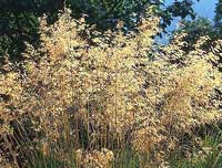 Giant Feather Grass