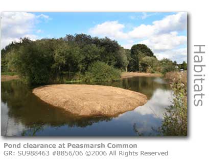 Peasmarsh Common Pond