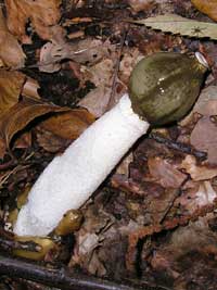 Stinkhorn