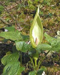 Cuckoo Pint