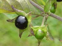 Deadly Nightshade Berries