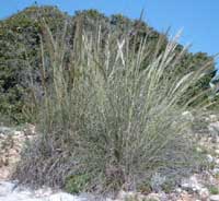 Esparto Grass