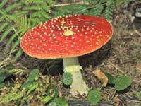 Fly Agaric